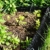 Schneckenzaun Muster aufgestellt im Gartenbeet